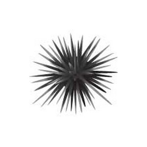 Black Urchin